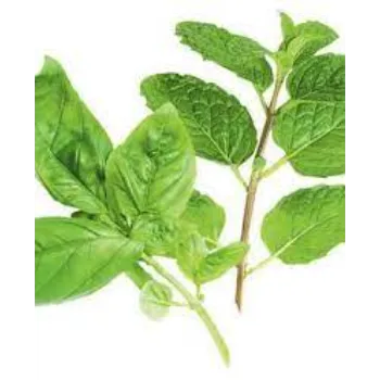 Brilliant Dried Tulsi Leaves